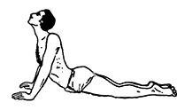 Bhújauṋgásana (snake posture)