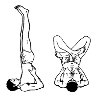 Sarváuṋgásana (all-limbs posture)