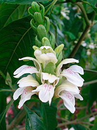 Adhatoda vasica Nees