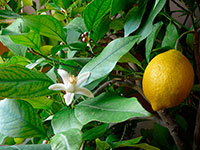 Citrus limon (Linn.) Burn.