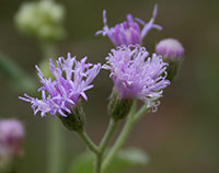 Veronia cinerea Less