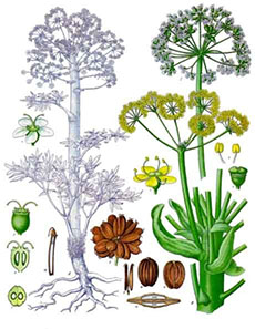 Ferula foetida Regel